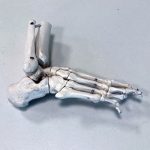 image of model of human foot skeleton