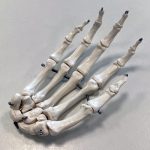 image of model of human hand skeleton