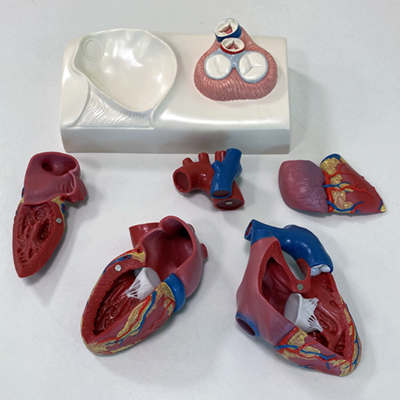 image of anatomical model of heart showing five major pieces, plus base
