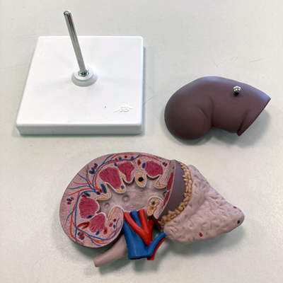 image of model of human kidney