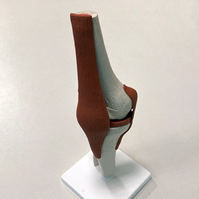 image of model of human knee joint