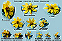 bidens_headss.jpg (15284 bytes)