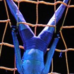Performer in all blue morph body suit hanging upside down in web