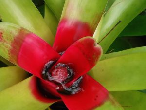 Close-up of a bromeliad with a bright red center