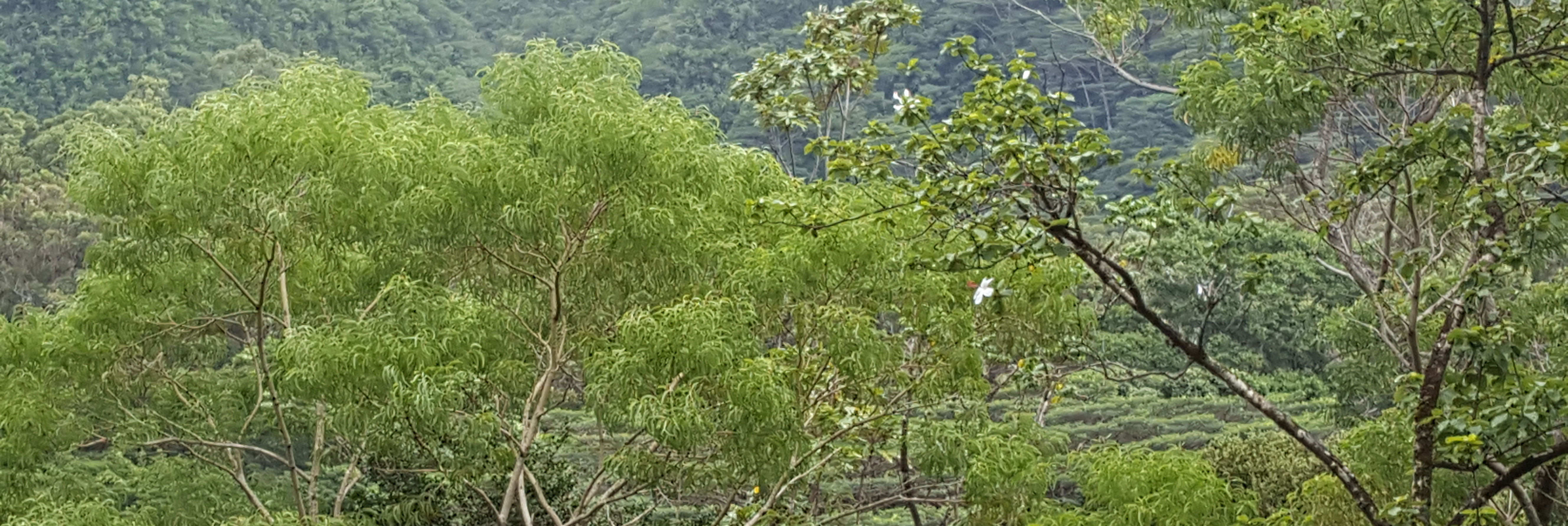 Koa trees