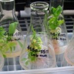 Close up of plants growing in the lab