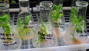 small plants growing in open-topped flasks