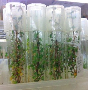 small plants growing in sealed test tubes