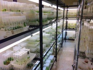 shelves of plants growing in test tubes in a brightly-lit room