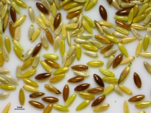 close-up of small, glossy yellow seeds