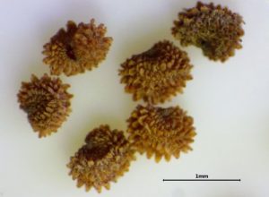 small, round, spiky seeds