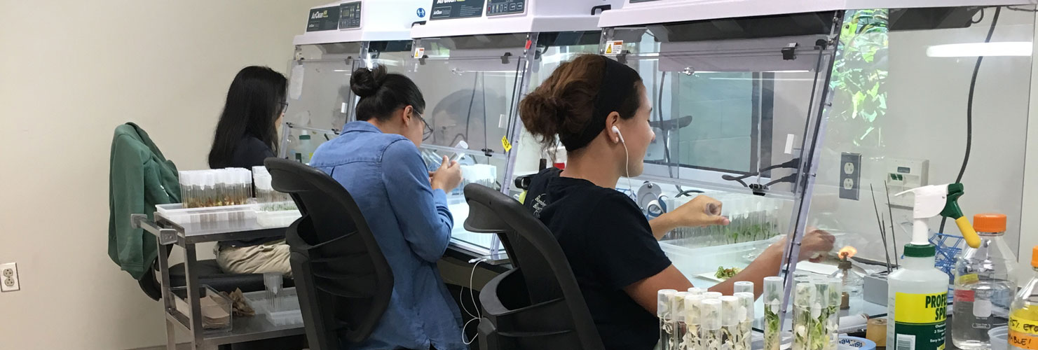 Several volunteers working in the micropropagation lab