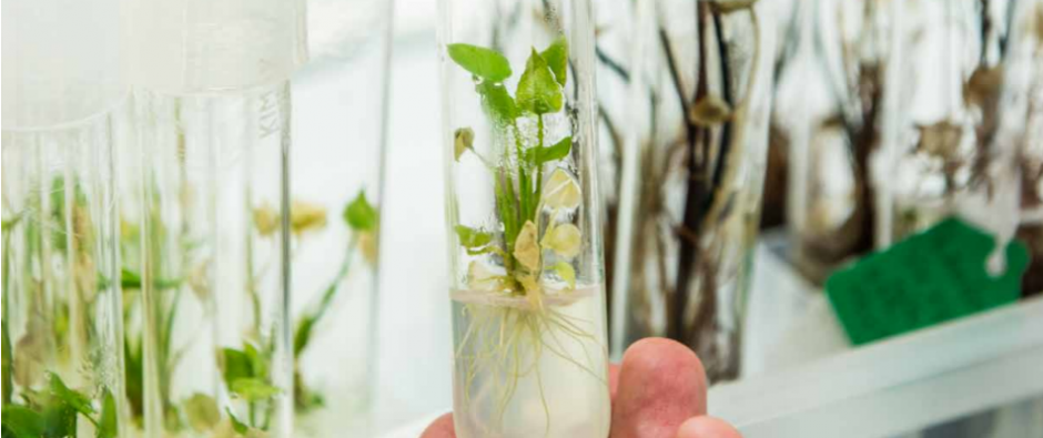 A plant grows in a test tube