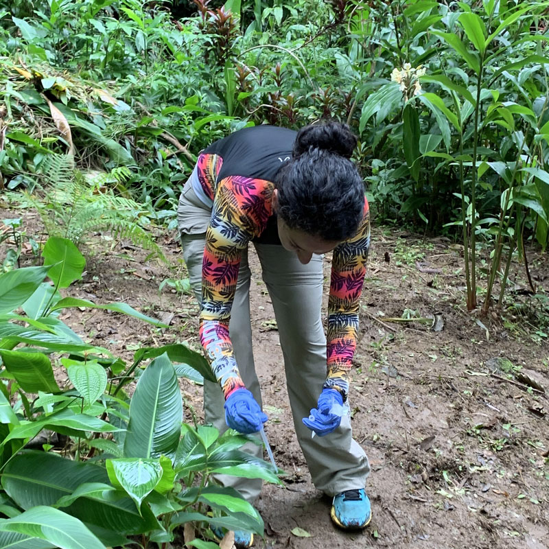 Researcher collects mosquitoes