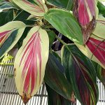 Ti with striped red, white, and green leaves