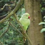 Green parrot with red bill