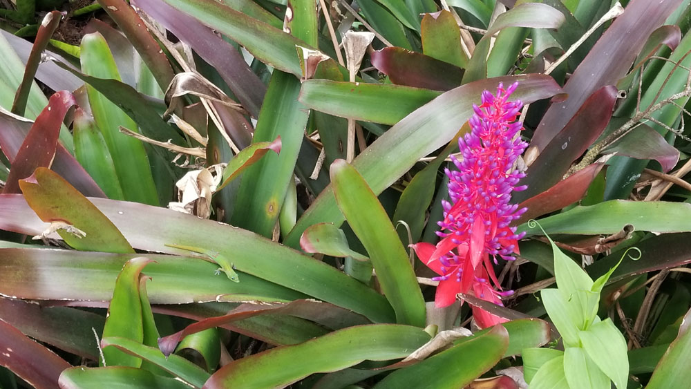 gecko hiding on a bromeliad