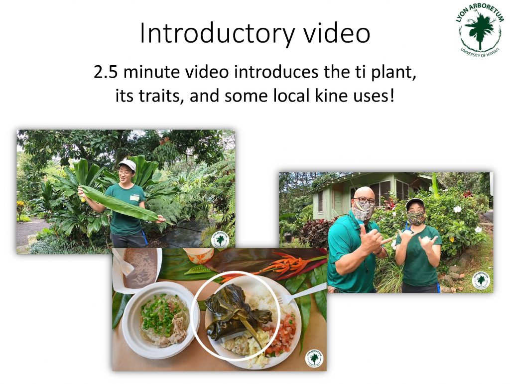 Introductory Video: 2.5 minute video introduces the ti plant, its traits, and some local kine uses