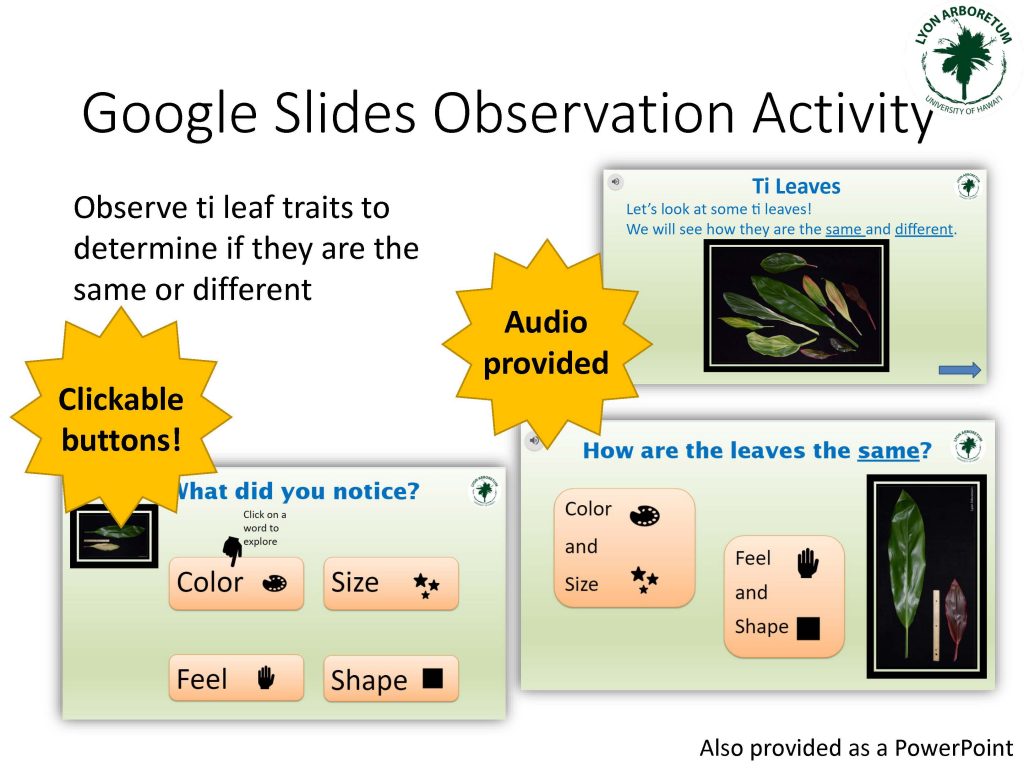 Google Slides Observation Activity: Observe ti leaf traits to determine if they are the same or different. Includes clickable buttons! Audio is provided!