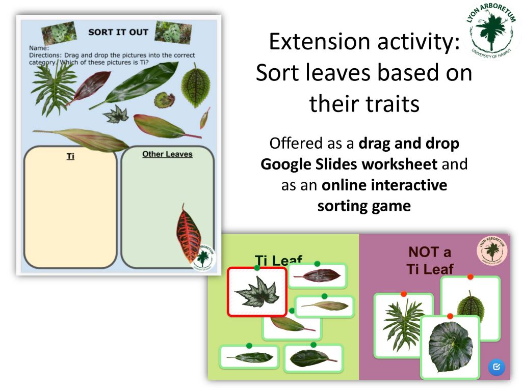 Extension Activity: Sort leaves based on their traits. Offered as a drag and drop Google Slides worksheet and as an online interactive sorting game