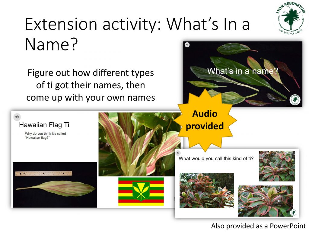 Extension Activity: Whatʻs In a Name? Figure out how different types of ti got their names, then come up with your own names. Audio provided!