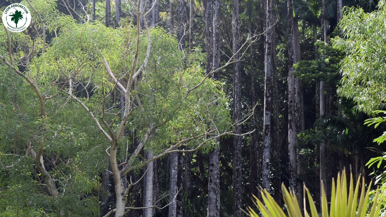 View of Royal Palms near Hawaiian Section