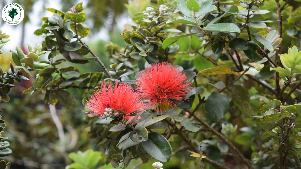 Close up of two red ohia flowers
