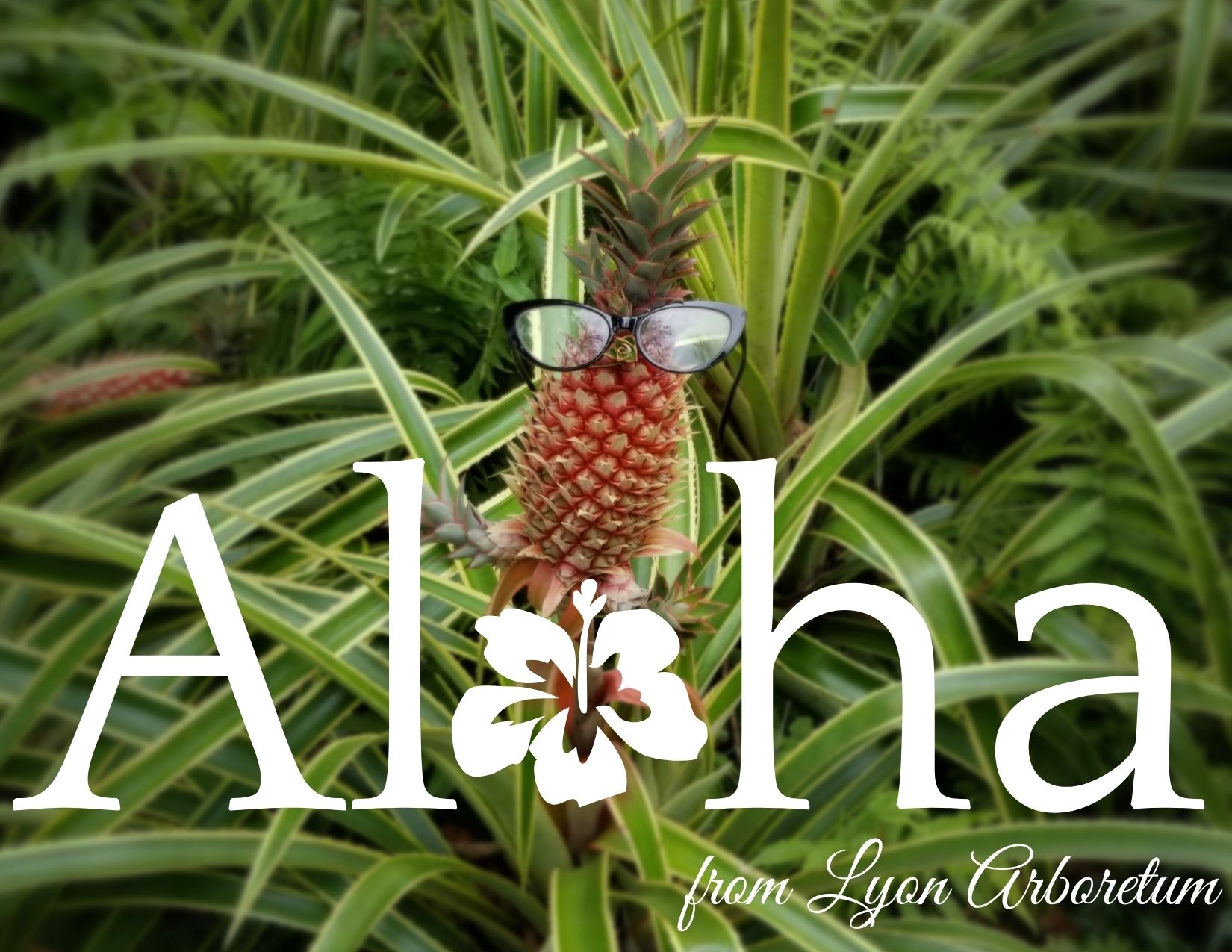 a small pink pineapple that someone has put glasses on. Text across the bottom reads ALOHA from Lyon Arboretum