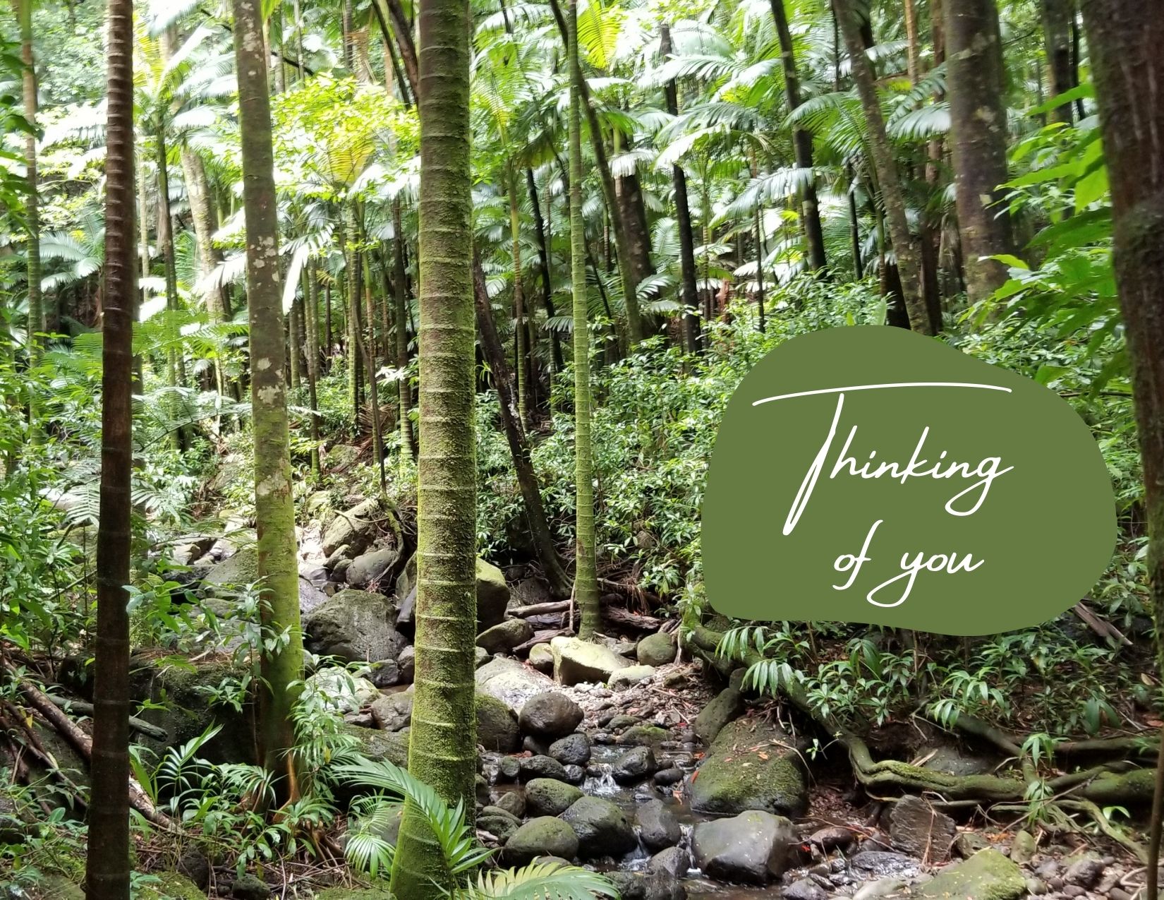 landscape of palm trees in front of a streambed. The text "Thinking of you" is superimposed on the photo