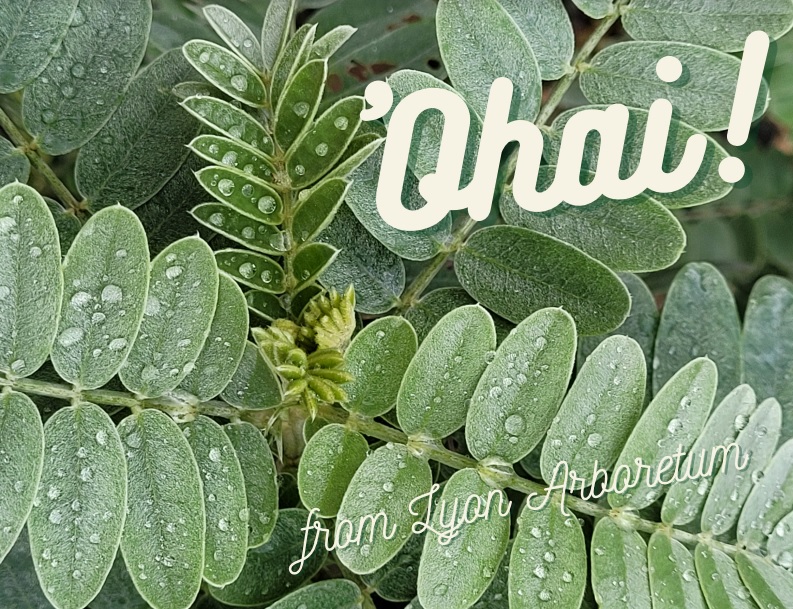 Close up of compound leaves. They are silvery green, with a fuzzy fur, and water drops are beading on the leaves. Text "Ohai! From Lyon Arboretum" has been superimposed on the photo