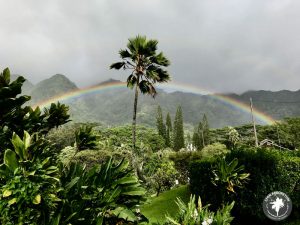 landscape of Lyon Arboretum on an overcast day. A single tall palm tree is framed bisecting a rainbow