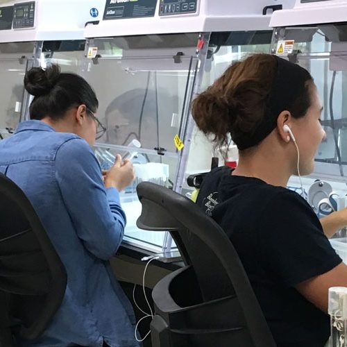 Several volunteers working in the micropropagation lab