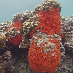 The sponge Mycale grandis overgrowing coral on the reef in Kāneʻohe Bay. (Joy Leilei Shih photo)