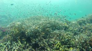 Abundant schools of reef fishes among coral on an Indonesian reef. Credit: Erik Franklin, UHM HIMB.