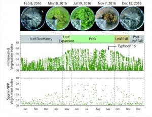 Seasonal variations in the vegetation index of temperate forests, using images taken by the Himawari-8 new-generation geostationary satellite.