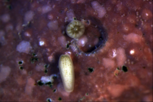 A swimming (bottom) and settling (top) coral larvae. Credit: Raphael Ritson-Williams. 