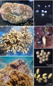 Adult, larval stages of corals. Credit: MR Souza, EA Lenz, RM Kitchen, CB Wall, R. Ritson-Williams.