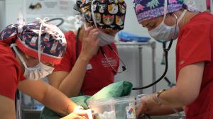 Students perform dental cleaning on a dog.