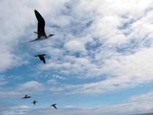 Seabirds were also found to have heightened risk of extinction. Credit: Elizabeth Madin.