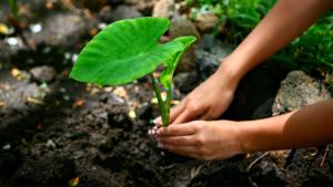 The focus is on Hawaiian culture, including the ahupuaʻa as part of the Hawaiʻiloa program.