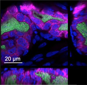 Microcopy: sRNA (pink) surrounds Vibrio (green); squid cell nuclei (blue). Credit: Moriano-Gutierrez