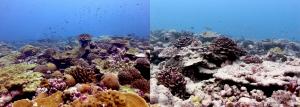 Coral reef site on Kiritimati before and after the 2015-16 marine heatwave. Credit: D Claar, K Bruce
