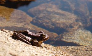 Healthy-looking frog in Sierra Nevada, California. Credit: Andrea Jani.