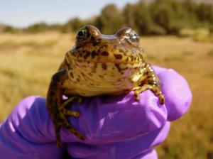 Healthy-looking frog held by researcher in the field. Credit: Andrea Jani.