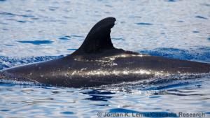 Photo credit: Cascadia Research Collective; NOAA permit 20605