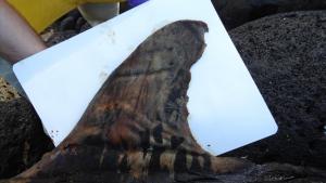 Photo credit: UH Health and Stranding Lab; NOAA permit 18786