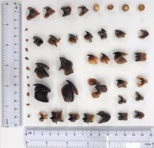 Cephalopod beaks. (Photo credit: UH Health and Stranding Lab)