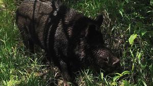 Image of feral pig captured on one of cameras deployed on Oʻahu
