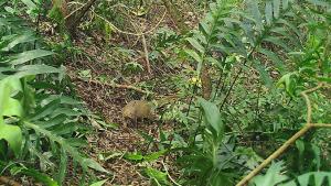 Image of Indian mongoose captured on one of cameras deployed on Oʻahu
