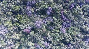 Aerial image shows the telltale sign of rapid ‘ōhi‘a death: browning of affected tree crowns.